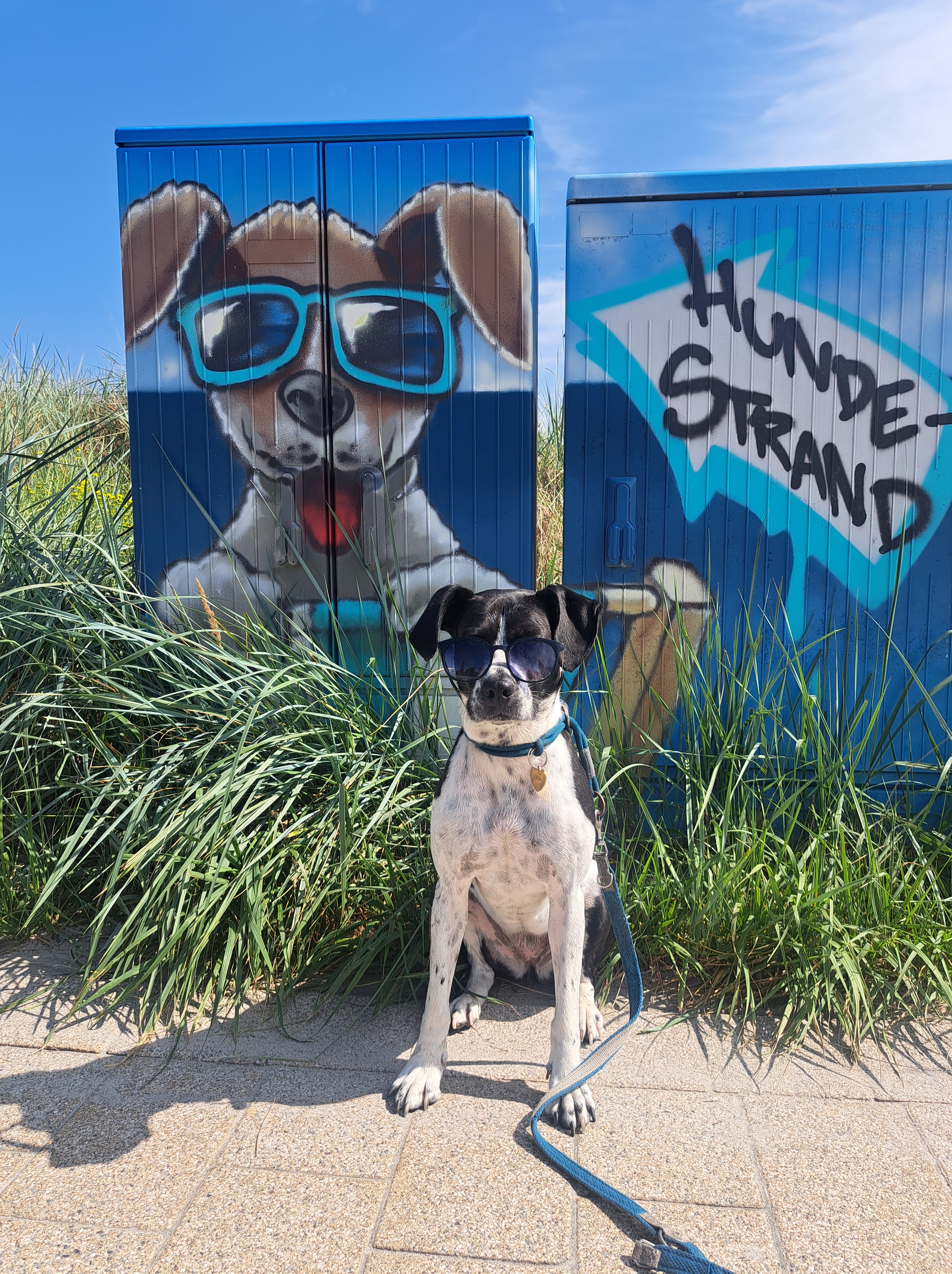 Die perfekte Auszeit: Urlaub mit Hund
