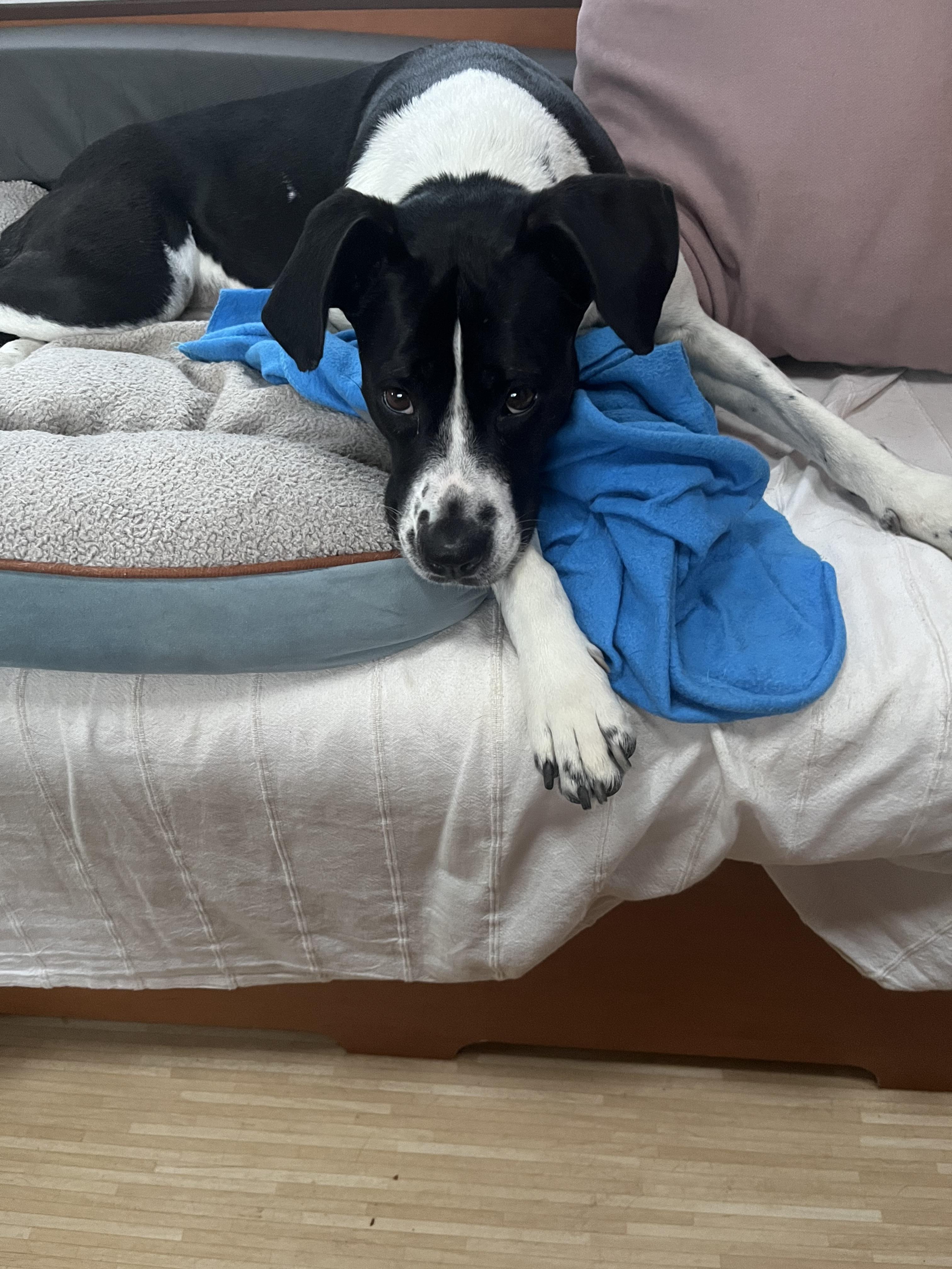 Hund krank im Urlaub: Und jetzt?